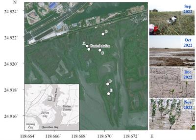 Coupling use of stable isotopes and functional genes as indicators for the impacts of artificial restoration on the carbon storage of a coastal wetland invaded by Spartina alterniflora, southeastern China
